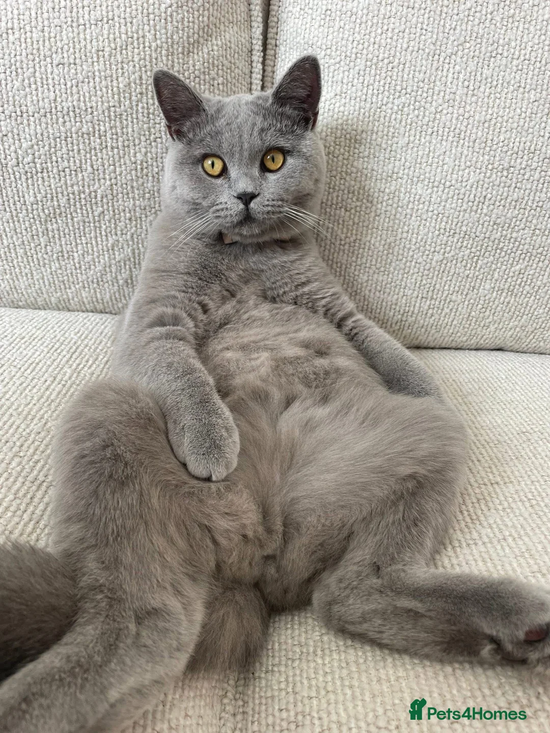 British Shorthair cats for sale: Male 2 year old British Short Hair - Advert 1
