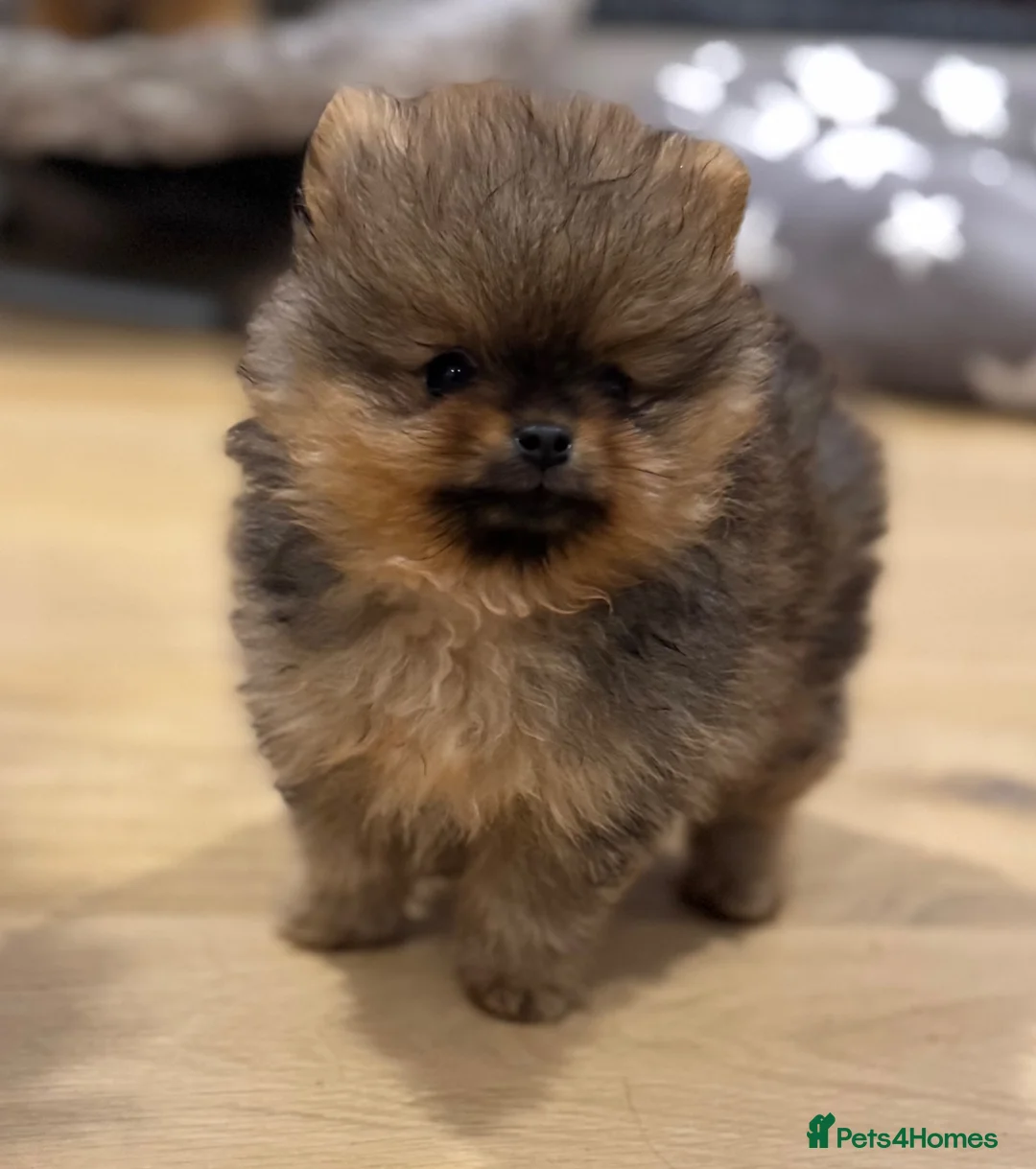 Pomeranian dogs for sale: Royal Kennel Club reg show Pomeranian puppies - Advert 10