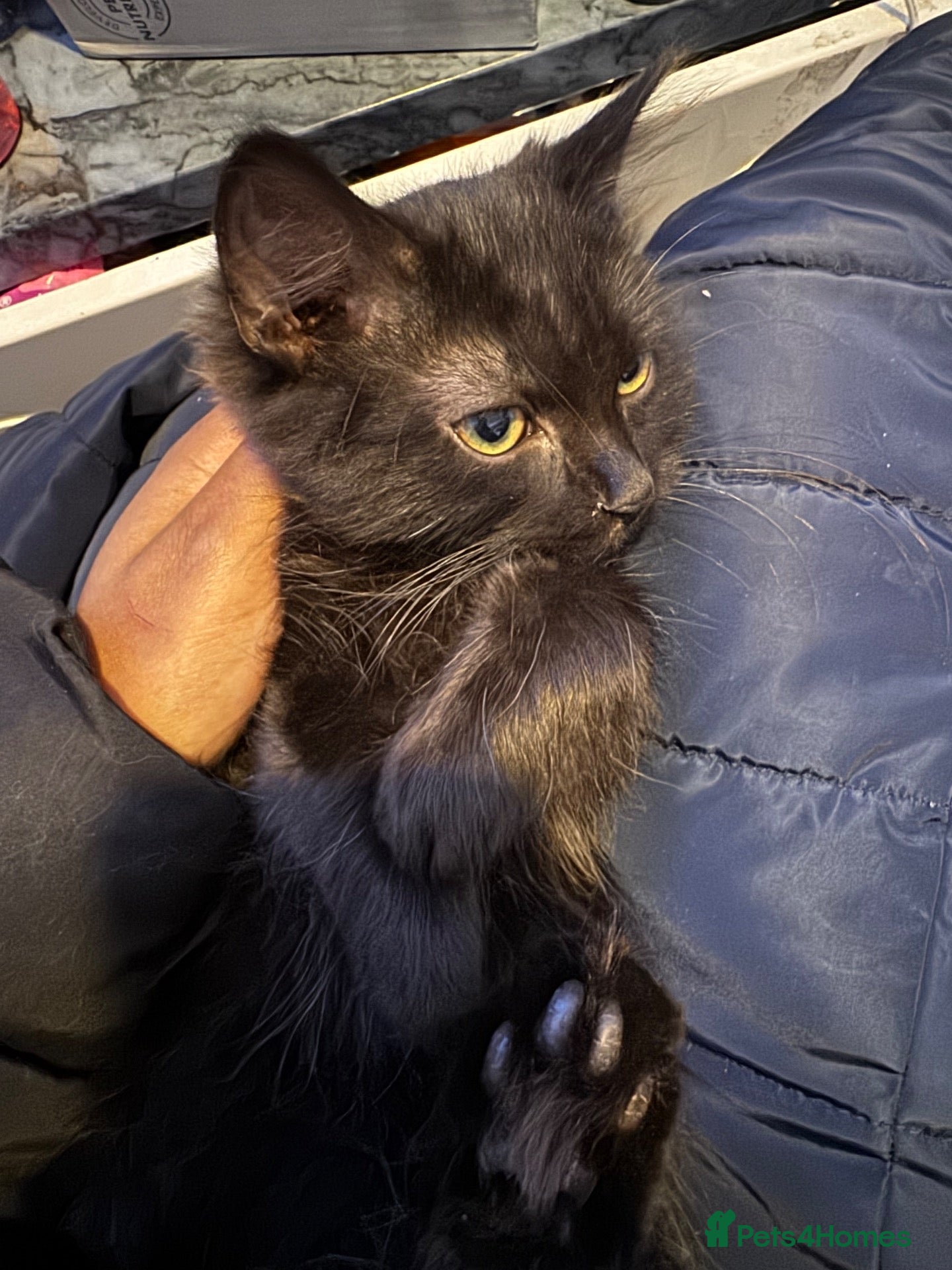 British Longhair cats Smokie for sale  - Advert 1