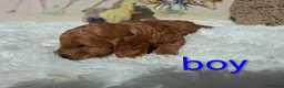 Cockapoo dogs for sale: Cockapoo Puppies PRA Clear! 262 DNA tests clear!KC - Advert 32