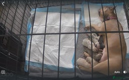 French Bulldog dogs for sale: Frenchie puppies 4 sale  - Image 2