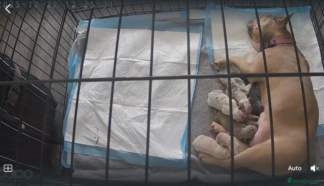 French Bulldog dogs for sale: Frenchie puppies 4 sale  - Image 2