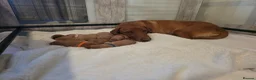Labrador Retriever dogs for sale: ***ALL RESEVERED **KC Registered Fox red labrador  - Advert 3