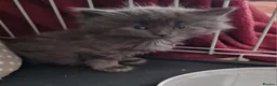 Mixed Breed cats for sale: Beautiful Plush, Fluffy Kittens - RAGBRITS CROSS - Advert 11