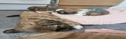 Shih Tzu dogs for sale: Shih-tzu puppy's for sale  - Advert 17