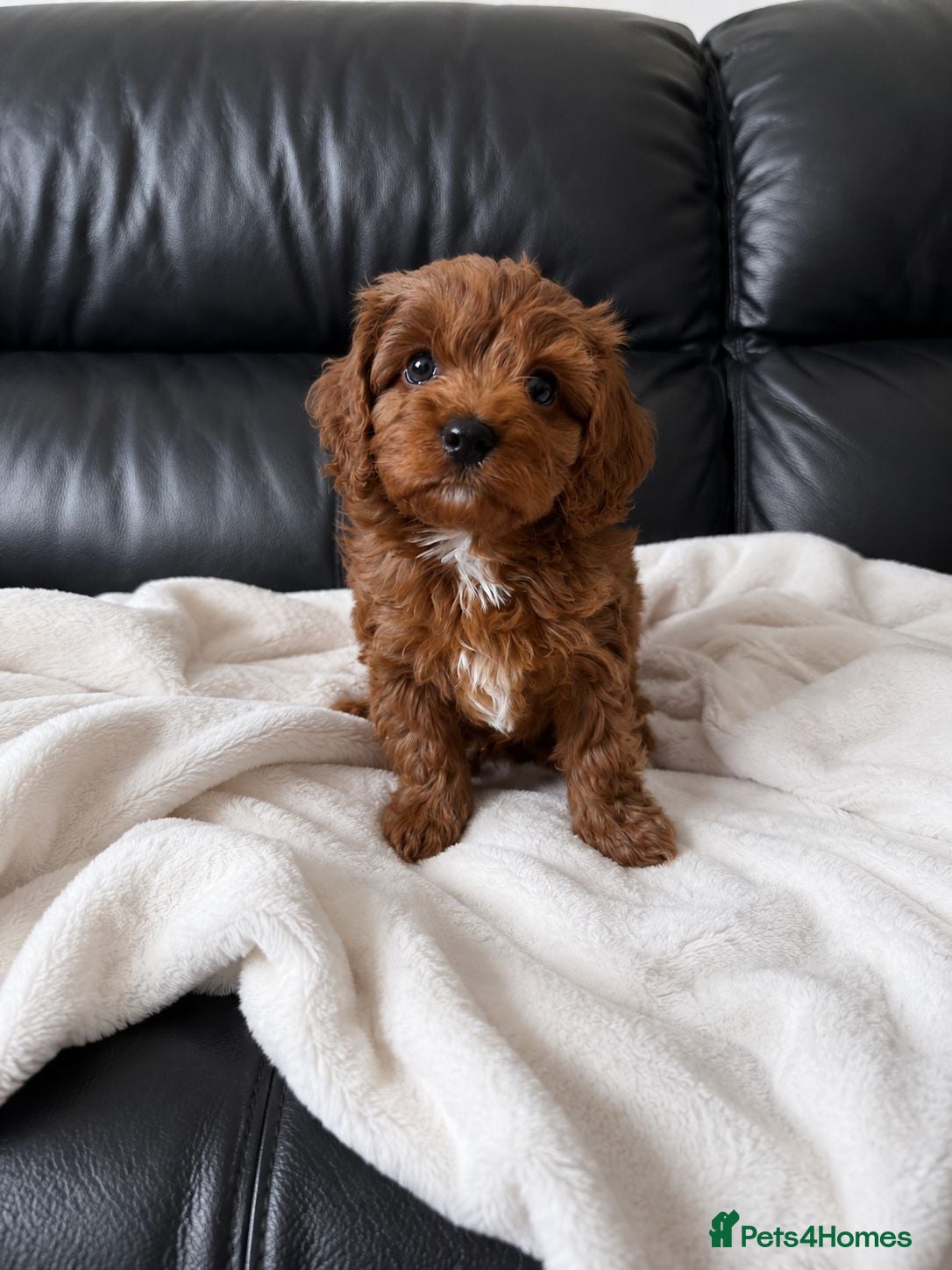 Cavapoo dogs Goregous Cavapoo Boys - Advert 2