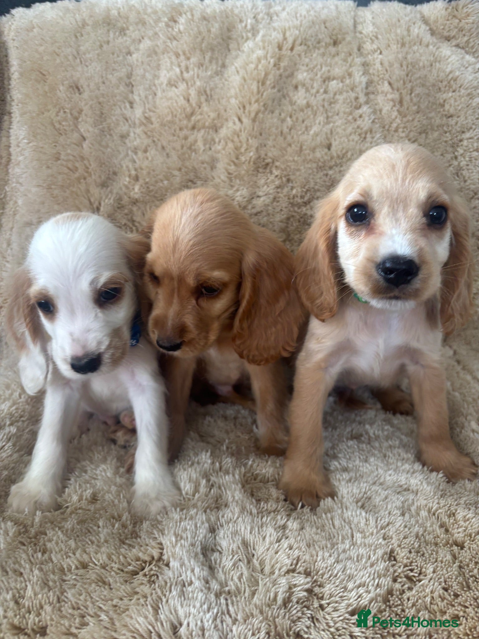 Cocker Spaniel dogs Beautiful show type cocker spaniels READY NOW - Advert 17