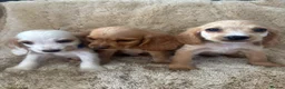 Cocker Spaniel dogs for sale: Beautiful show type cocker spaniels READY NOW - Advert 5
