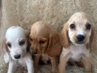 Cocker Spaniel dogs Beautiful show type cocker spaniels READY NOW - Advert 17