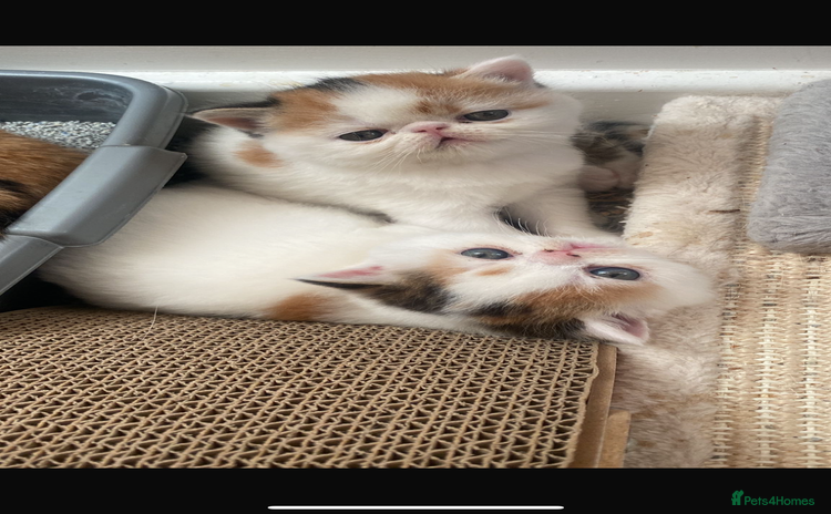 Exotic cats - Advert 10