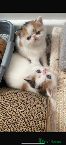 Exotic cats - Advert 1