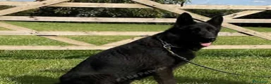 German Shepherd male