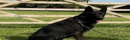 German Shepherd dogs for sale: 1 sable female & 2 male German shepherds - Advert 13