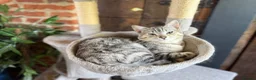 Bengal cats for sale: Stunning Silver Tabby Bengal - Advert 4