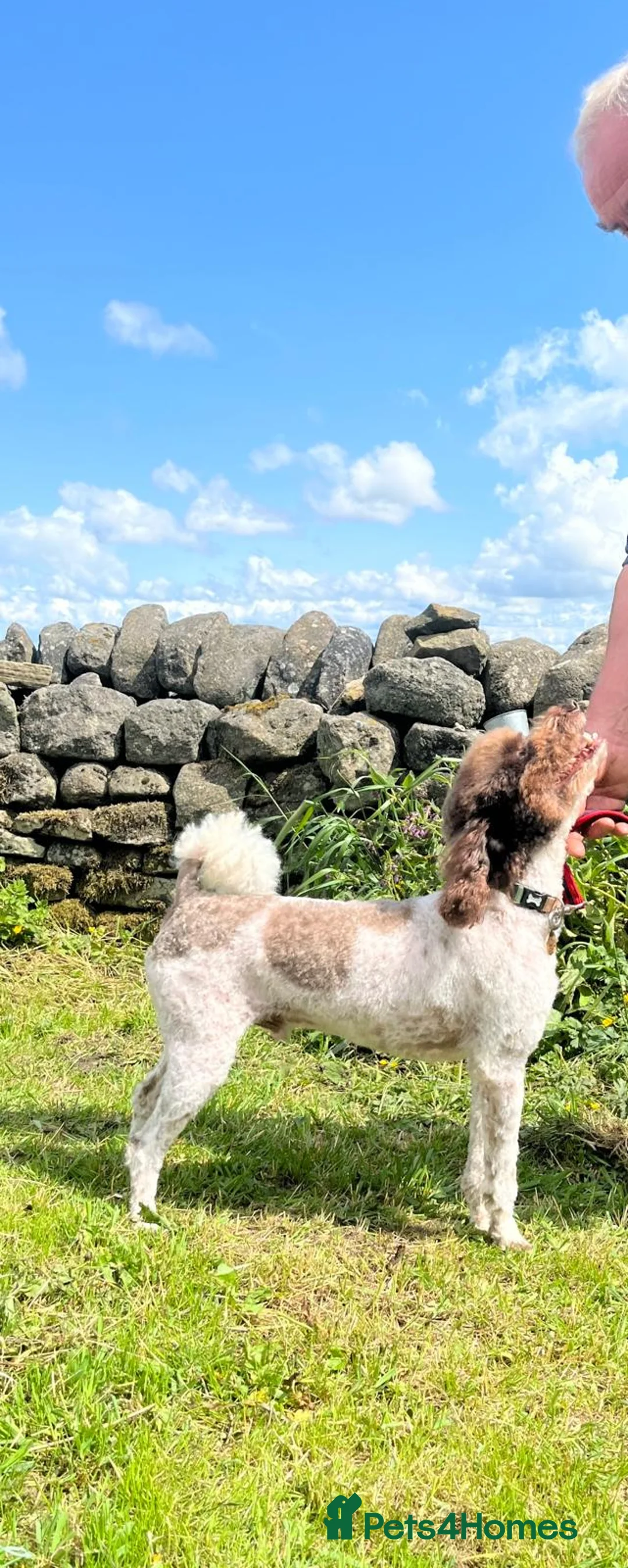 Miniature Poodle dogs for stud: KC Reg Miniature Parti Poodle - Advert 3