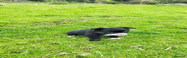 Border Collie 5