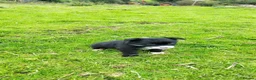 Border Collie dogs for sale: Specialist Bred Border Collie Pups Merle - Advert 17