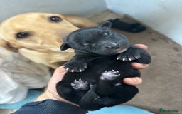 Borador dogs for sale: Labrador X Collie pups - Image 6