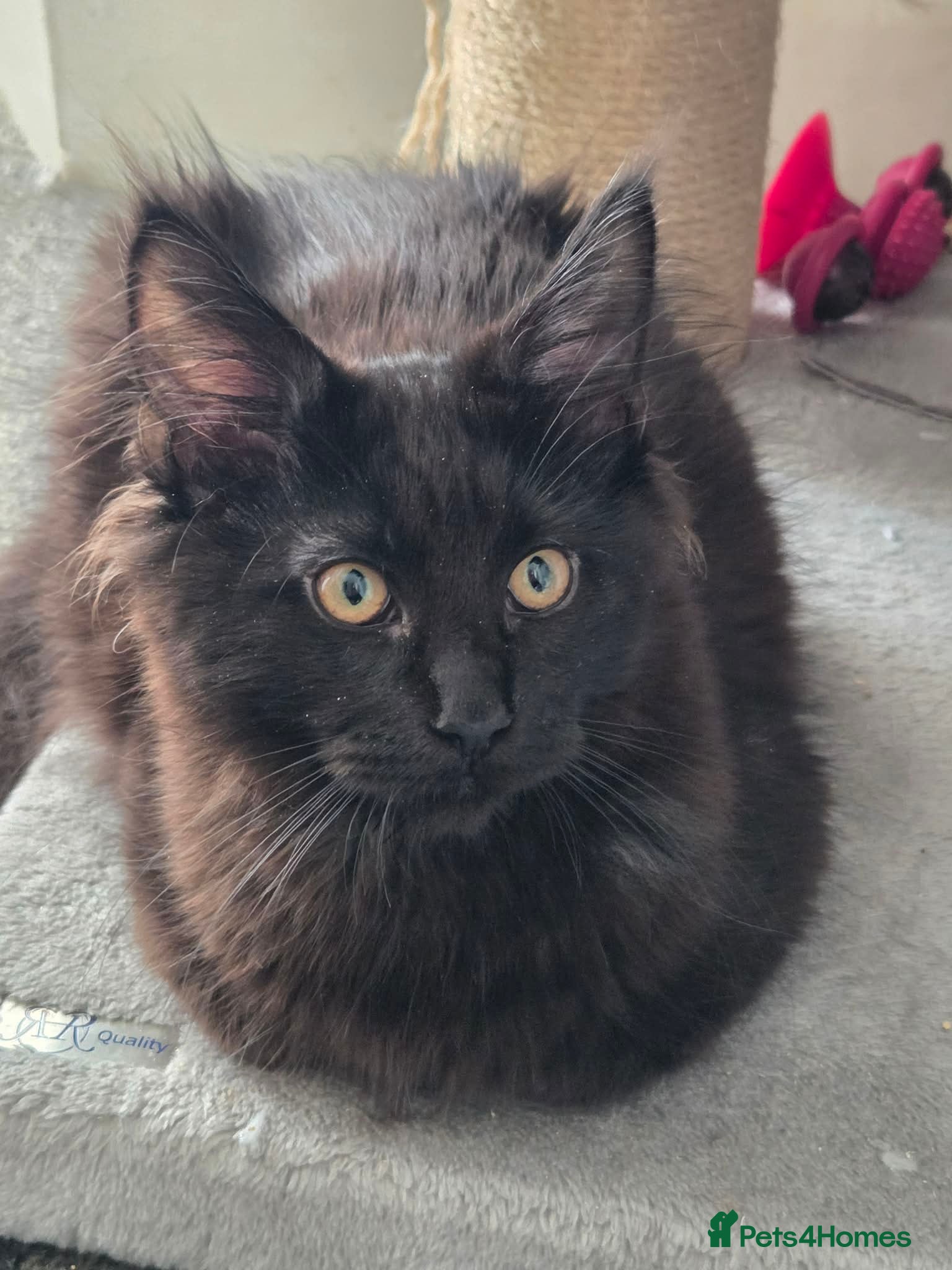 Maine Coon cats Pedigree Maine Coon Kittens for Sale - Advert 2