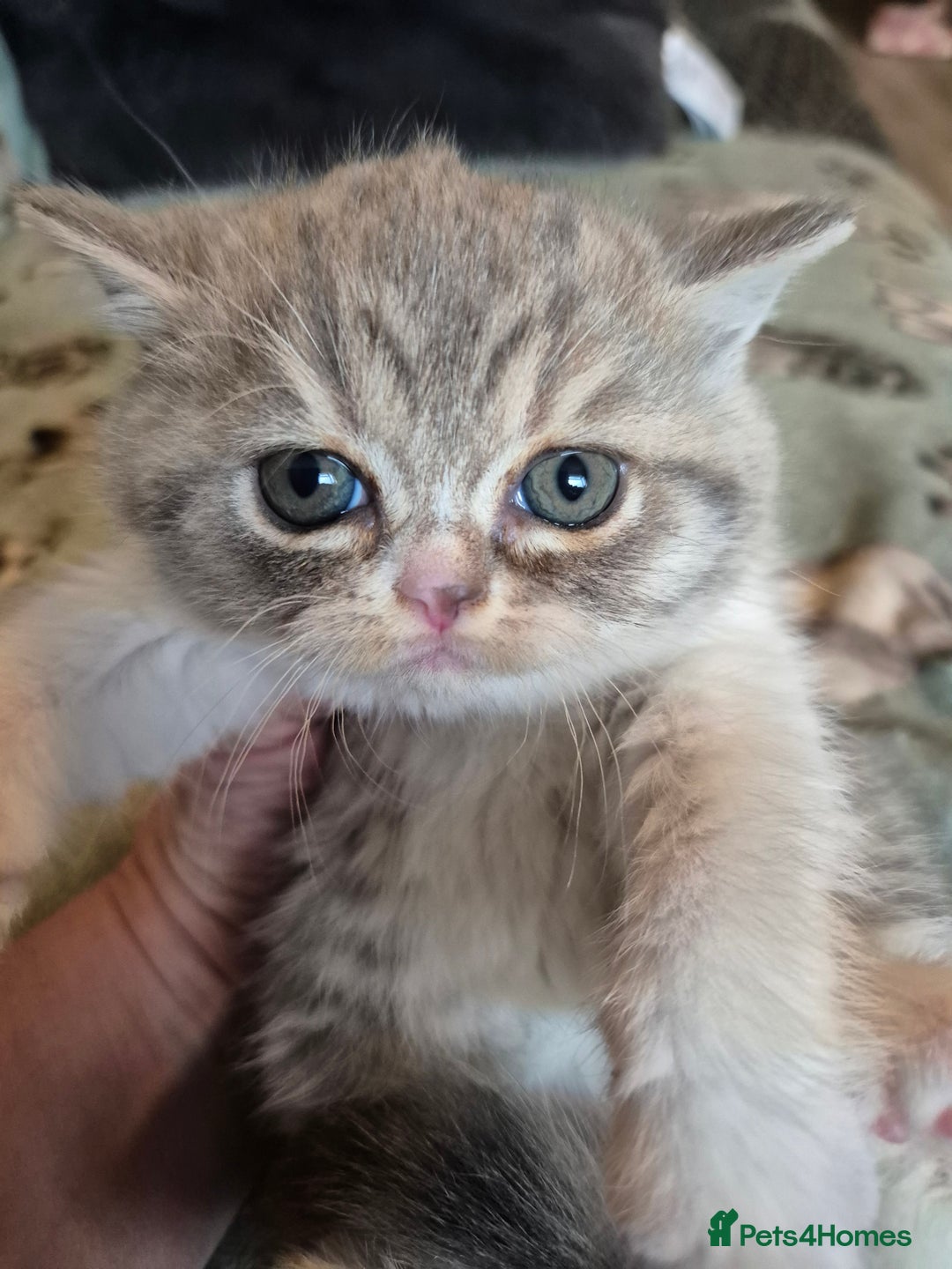 Selkirk Rex cats for sale: Pedigree selkirk rex girls non curly - Advert 35