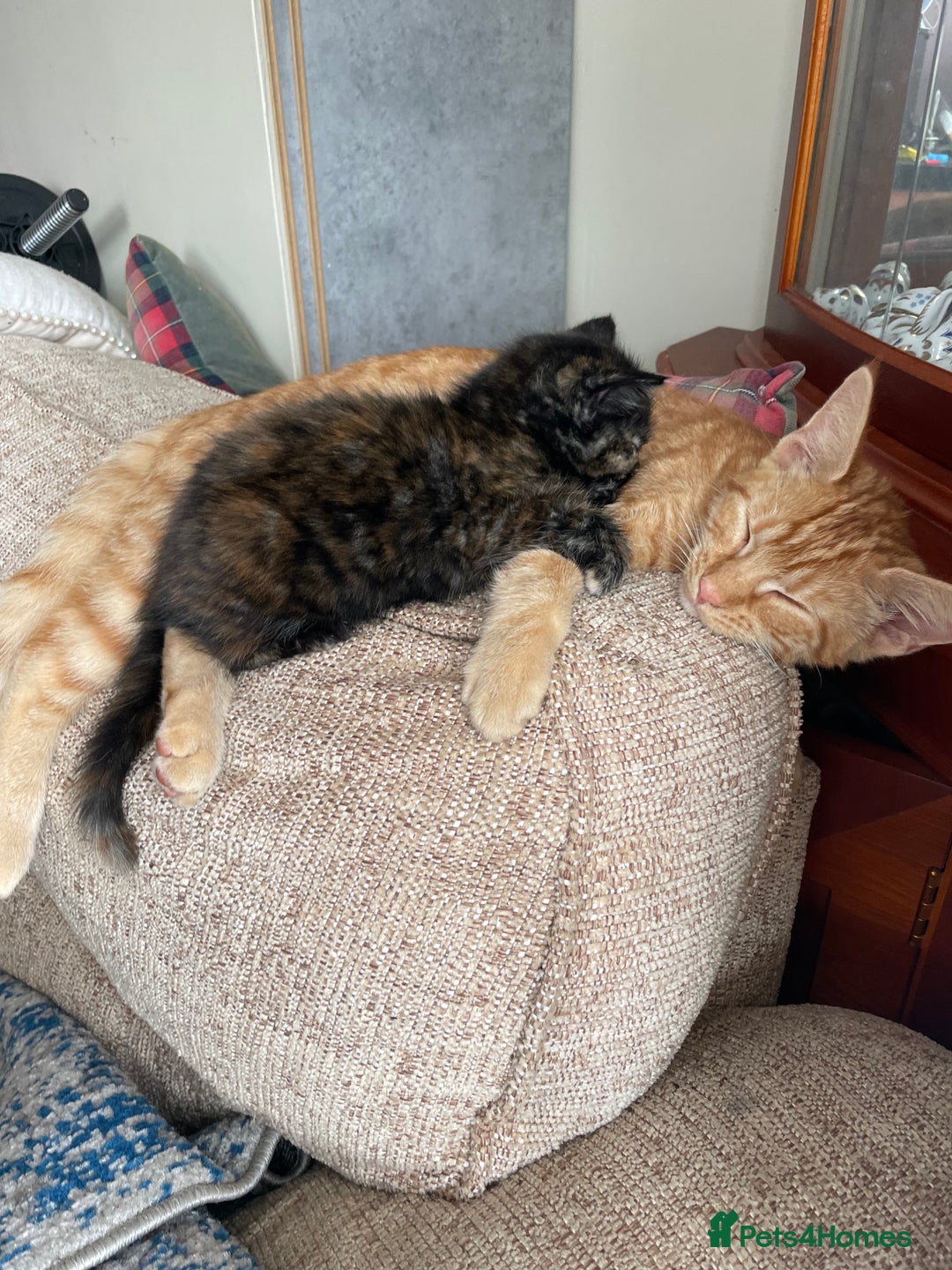 Mixed Breed cats for sale: Beautiful little kittens - Image 12