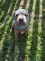 Staffordshire Bull Terrier 3