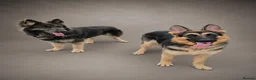 German Shepherd dogs for stud: Harvonock's King Koda @ stud - Advert 22
