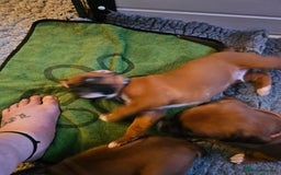 Boxer dogs for sale: BOXER PUPPIES FOR SALE  - Image 16