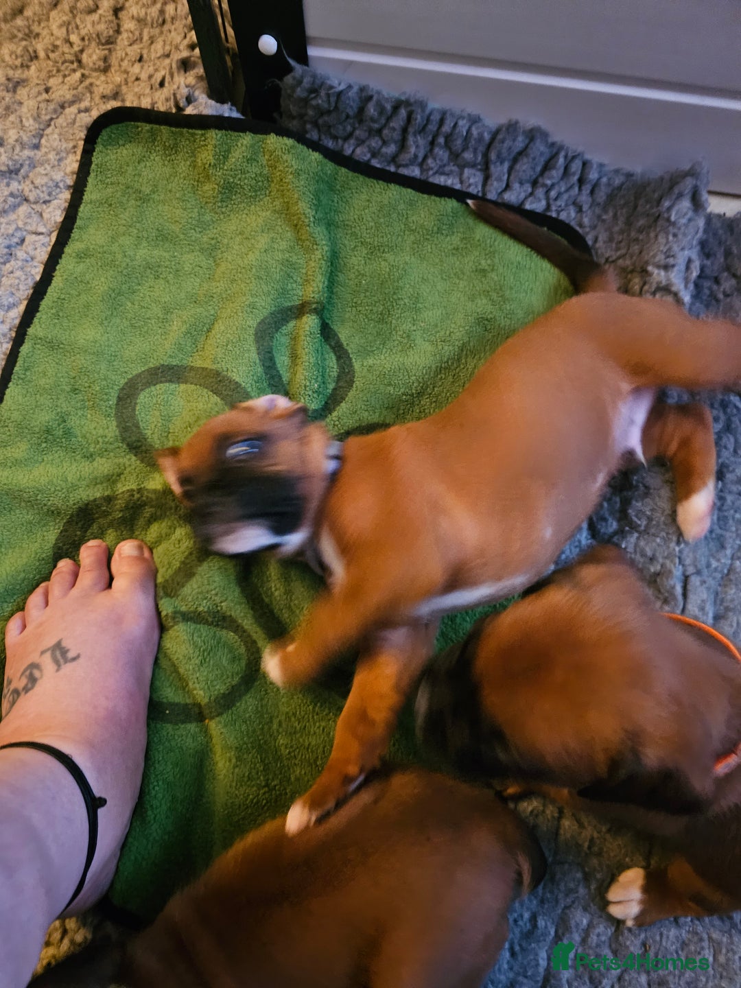 Boxer dogs for sale: BOXER PUPPIES FOR SALE  - Image 16