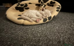 British Shorthair cats for sale: Stunning lilac BSH  - Image 35