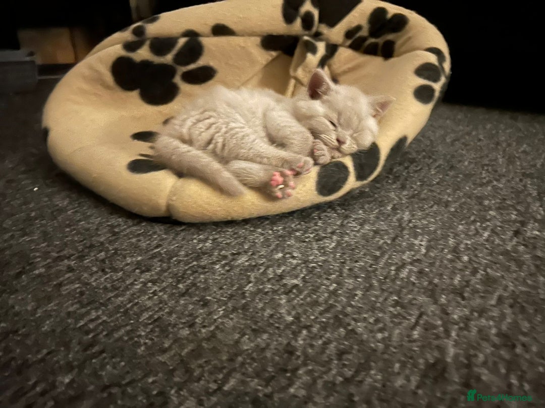 British Shorthair cats for sale: Stunning lilac BSH  - Image 35