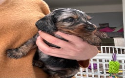 Miniature Dachshund dogs for sale: Beautiful litter of long haired mini dachshunds  - Image 28