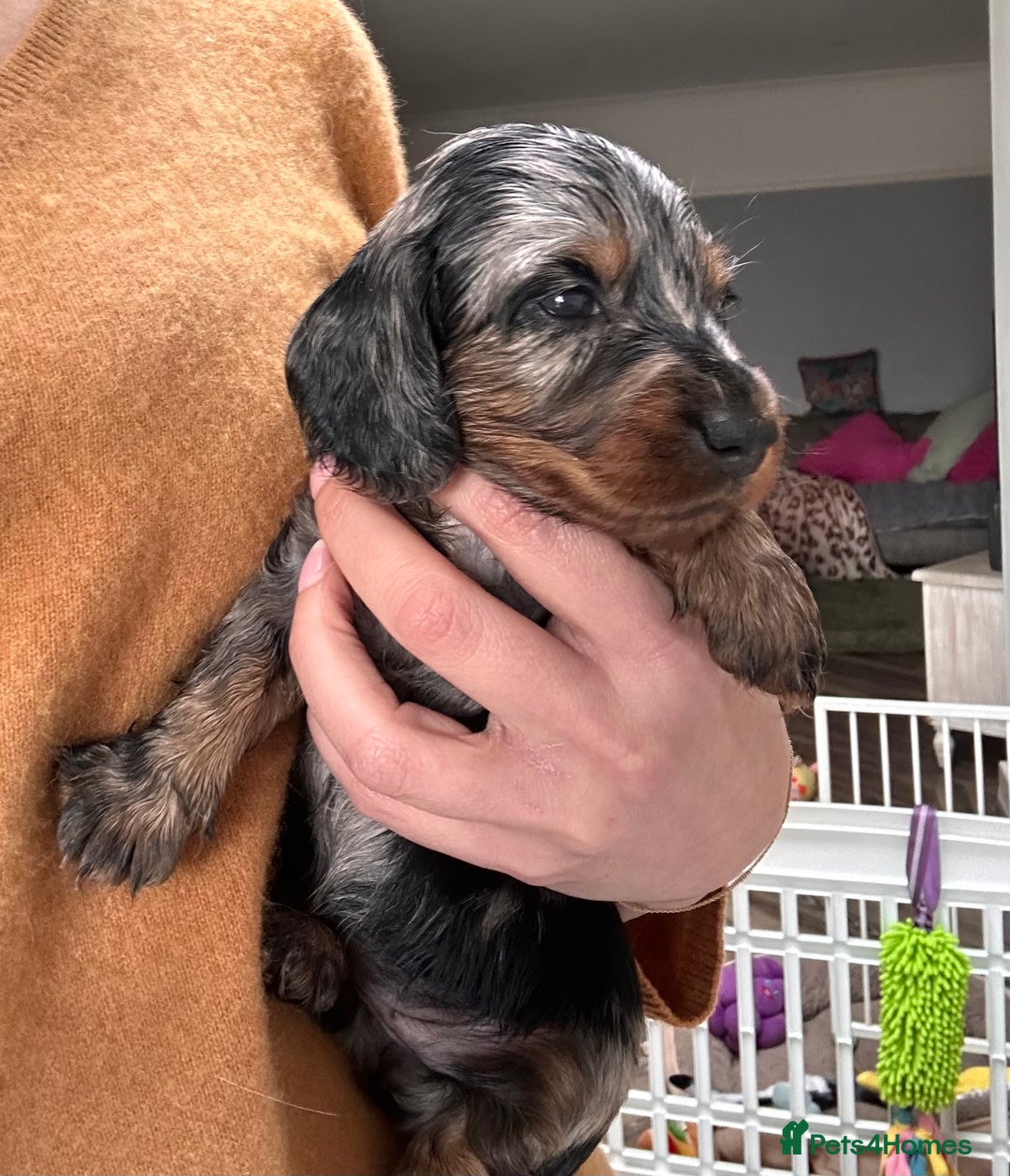 Miniature Dachshund dogs for sale: Beautiful litter of long haired mini dachshunds  - Image 28