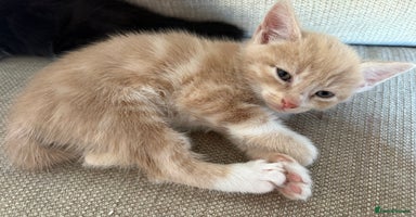 Mixed Breed cats - Advert 4