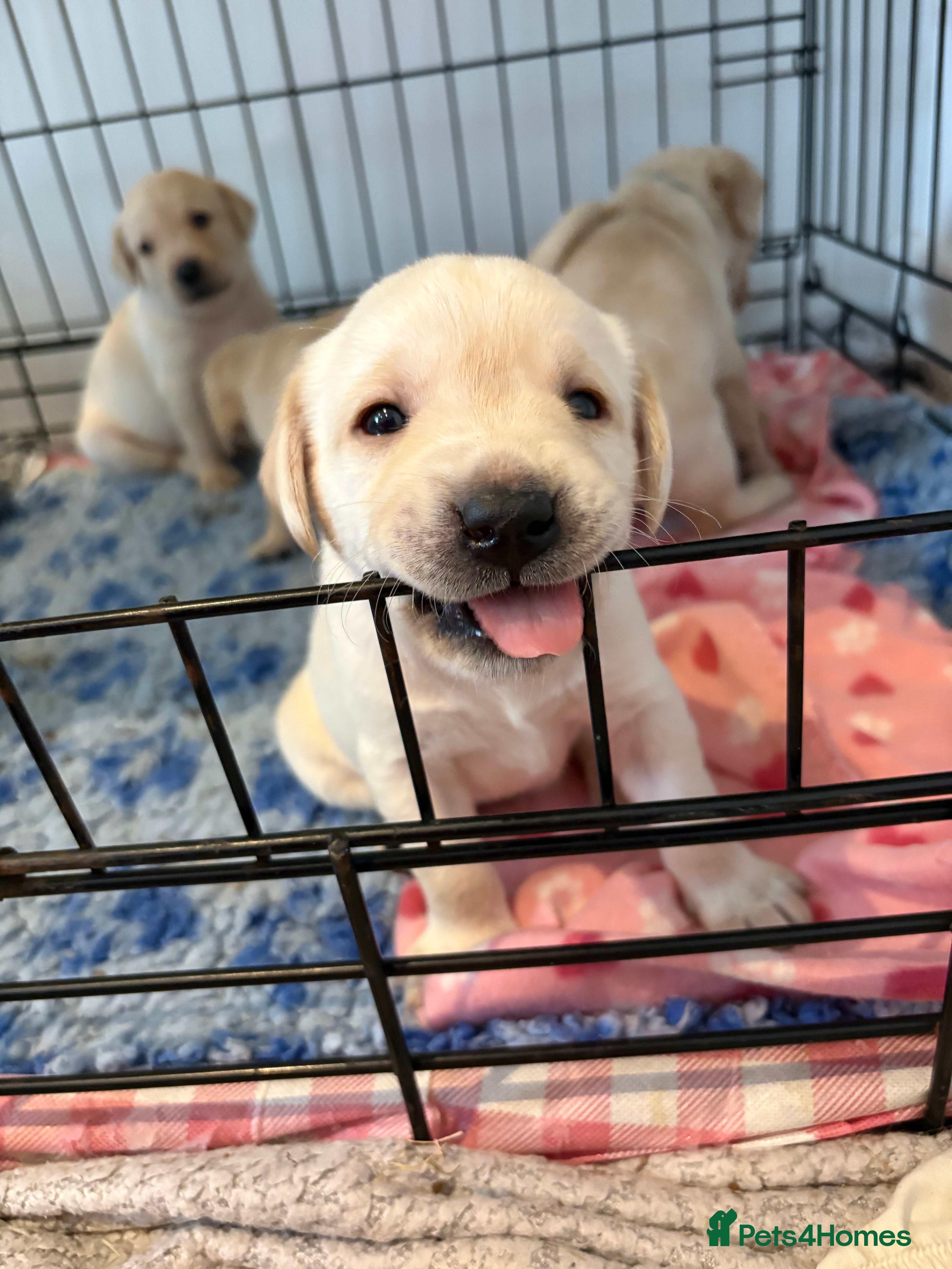 Labrador Retriever dogs One Male Labrador Retriever Puppy Available 🐶  - Advert 18
