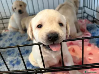 Labrador Retriever dogs One Male Labrador Retriever Puppy Available 🐶 - Advert 18