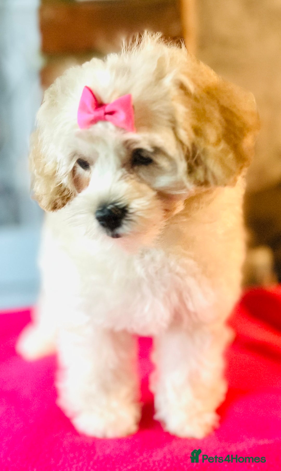 Mixed Breed dogs for sale: ⭐️ FABULOUS PETS ~TOY MALTIPOOS ~ HEALTH TESTED ⭐️ - Image 3