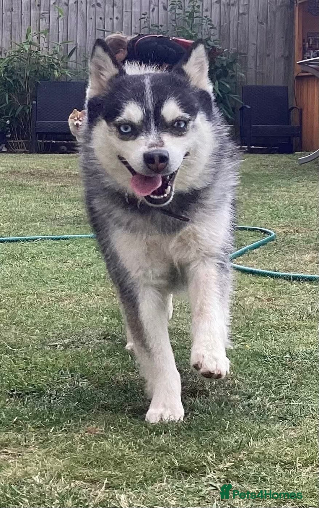 Pomsky dogs for sale: Micro F4 pomsky pups  - Advert 12