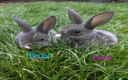 Rex rabbits for sale: Pure Bred Mini Rex Baby Rabbits  - Image 1