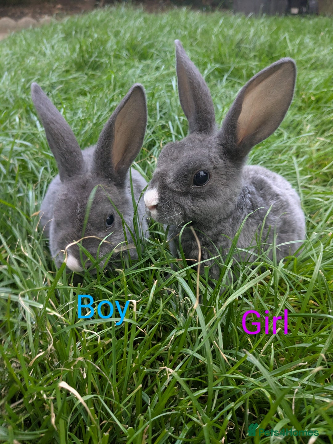 Rex rabbits for sale: Pure Bred Mini Rex Baby Rabbits  - Image 1