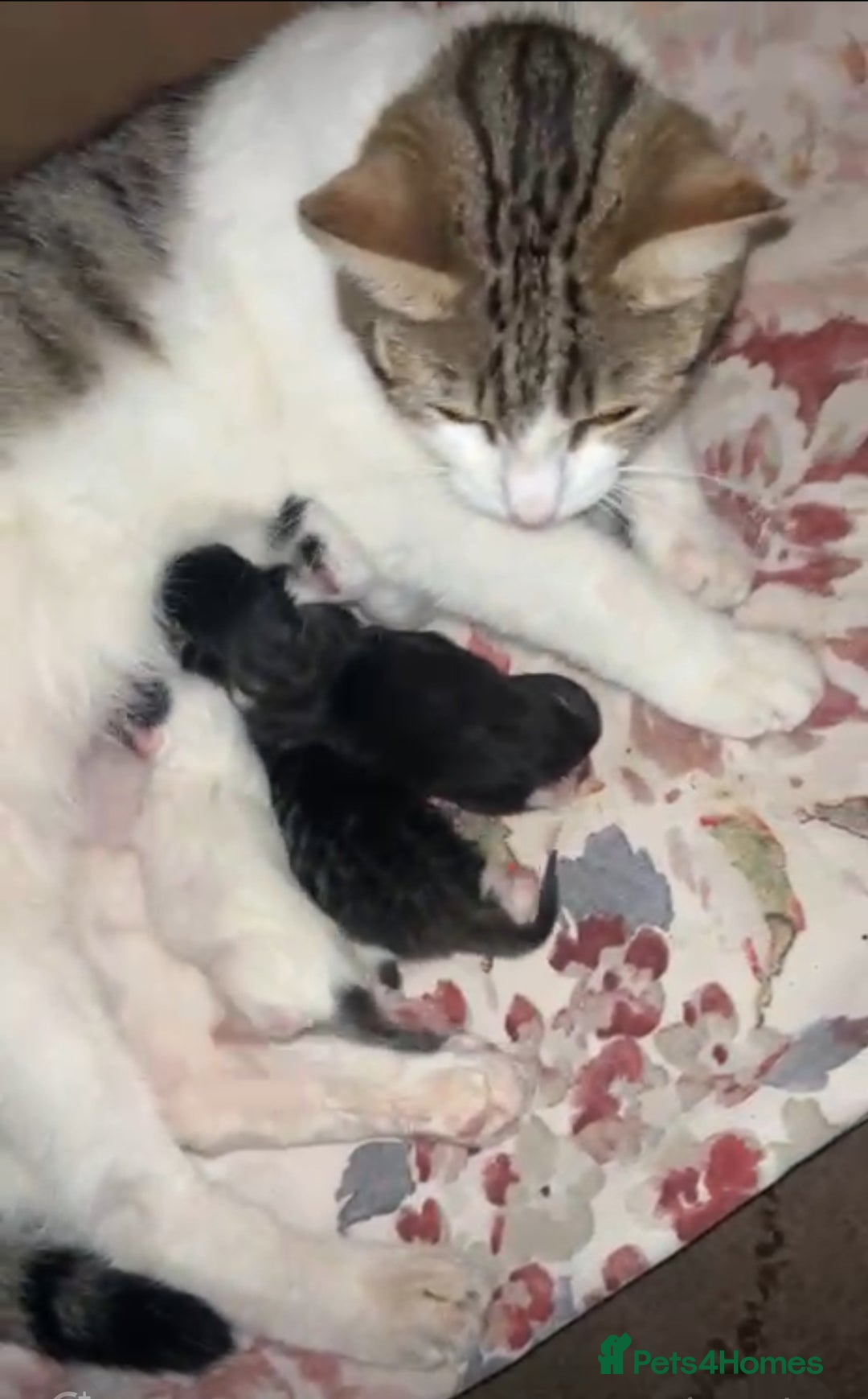Mixed Breed cats for sale: DLH kittens x tabby females - Image 4