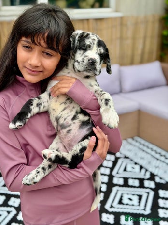 Mixed Breed dogs - Advert 4