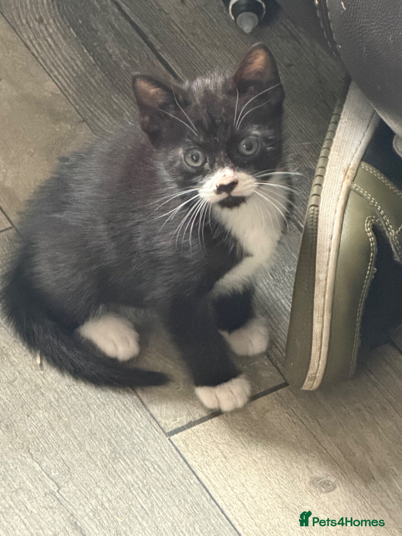 Mixed Breed cats Little boy ready for his forever home - Advert 2