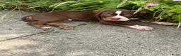 American Bully dogs for sale: American pocket bully  - Advert 8