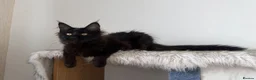 Maine Coon cats for sale: SHOW QUALITY MAINE COON GIRL 🖤♥️ - Advert 5