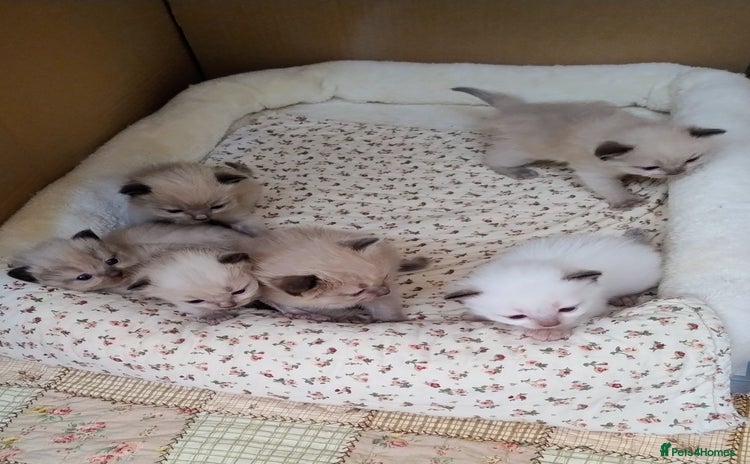 Ragdoll cats - Advert 4
