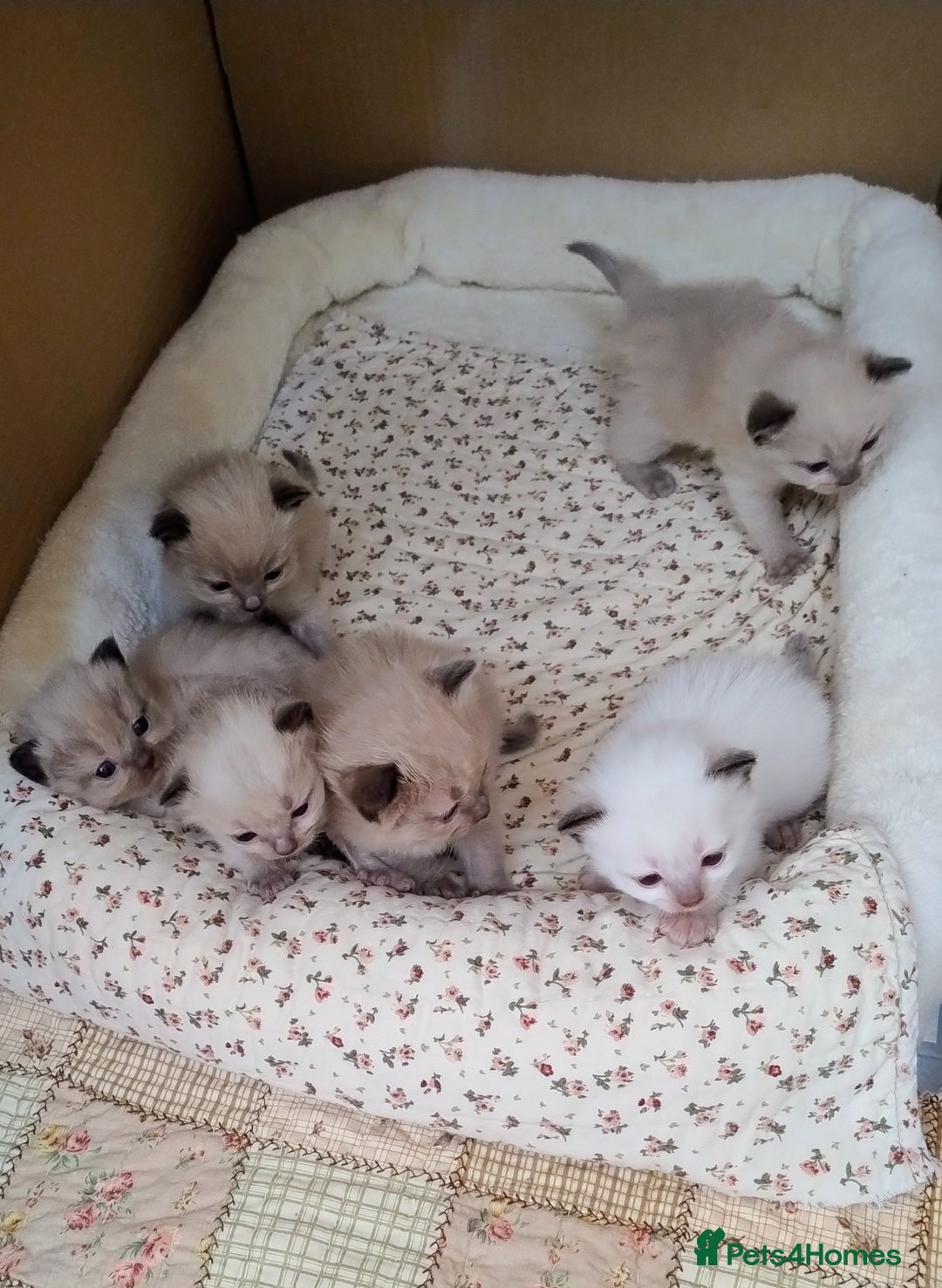 Ragdoll cats for sale: Pure bred Ragdolls looking for loving homes - Image 1