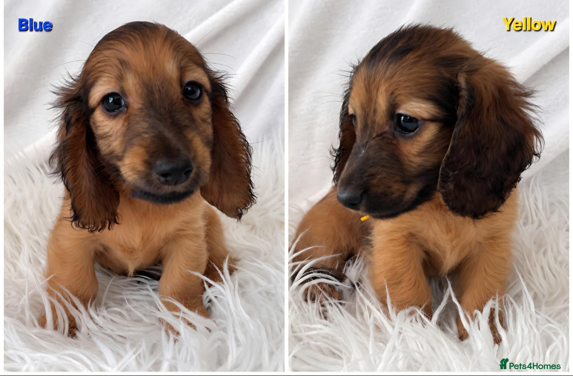 Miniature Dachshund dogs STUNNING KC SHADED RED LONG HAIR - Advert 1