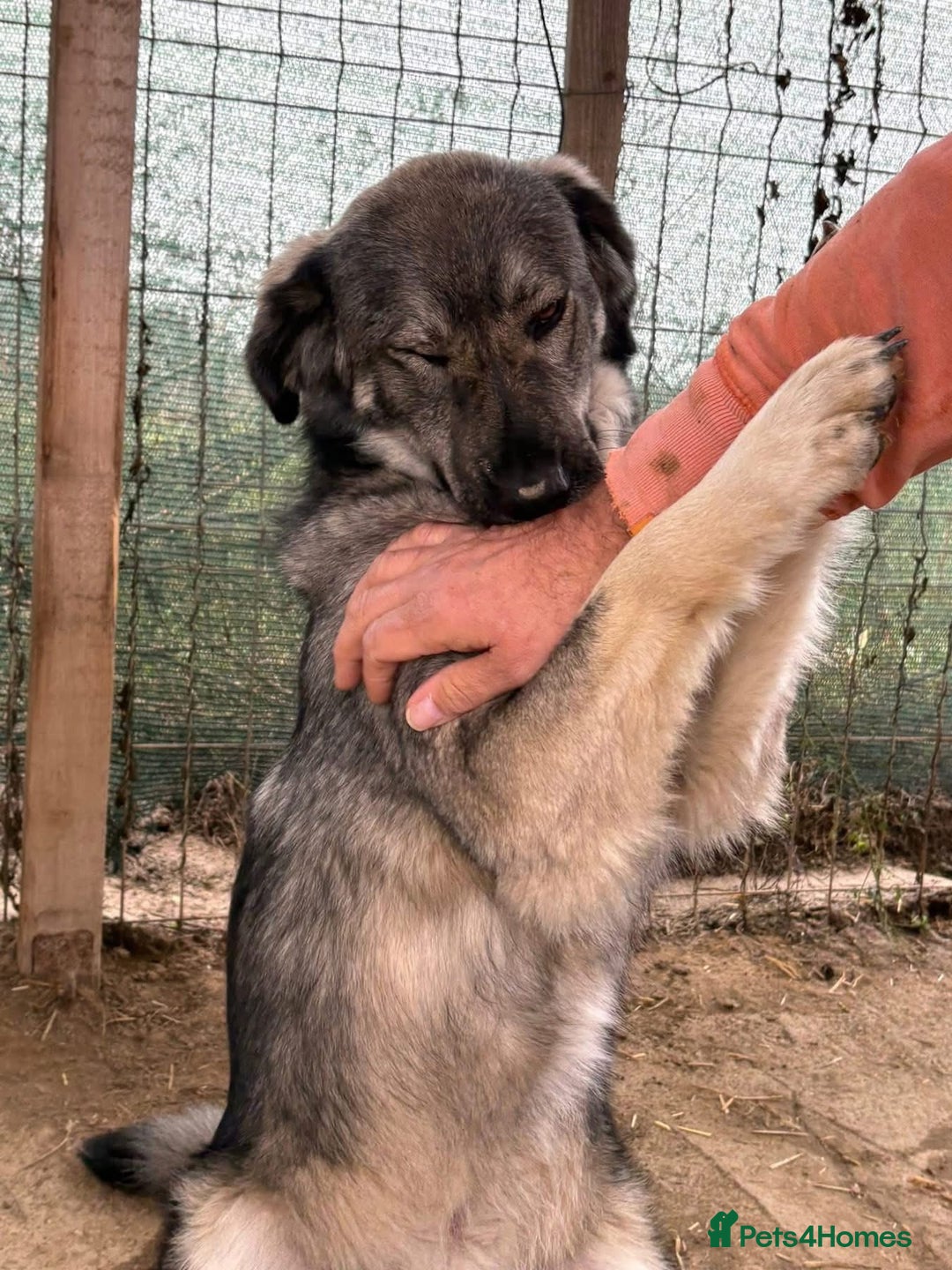 Mixed Breed dogs for adoption: Lola - Norwich Norfolk  - Advert 8