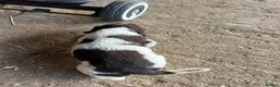 English Springer Spaniel dogs for sale: READY TO LEAVE NOW!! 2 Springer Spaniel boy pups! - Advert 9
